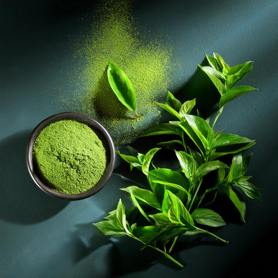 🍃 Extracto de té verde