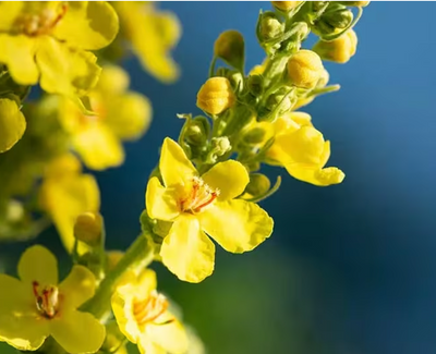Mullein Leaf Extract