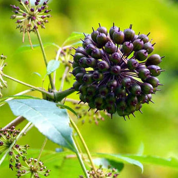 🌱 Extracto de eleuterococo