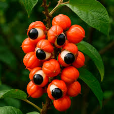 ⚡ Extracto de guaraná