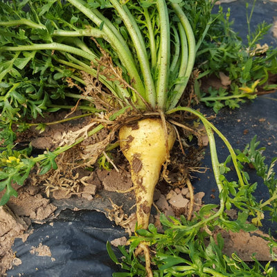 🌱 Extracto de raíz de maca